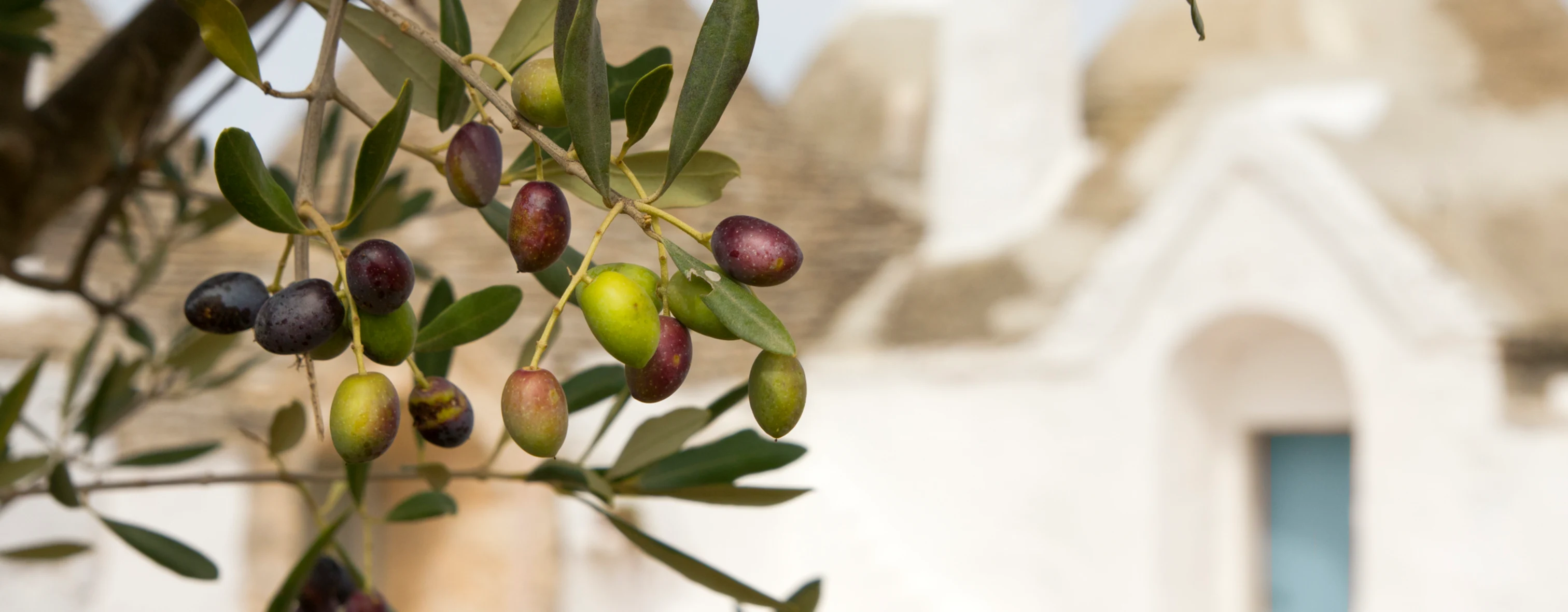 Close-up of an olive tree and a trullo in Puglia