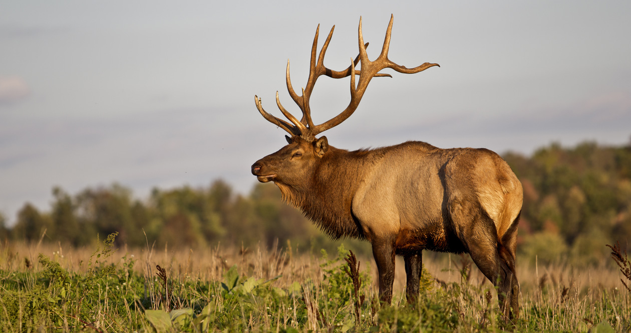 Michigan Holds Centennial Elk Hunt Gohunt The Hunting Company