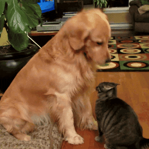 b2b abm golden retriever cat