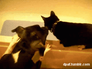 b2b abm marketing cat dog