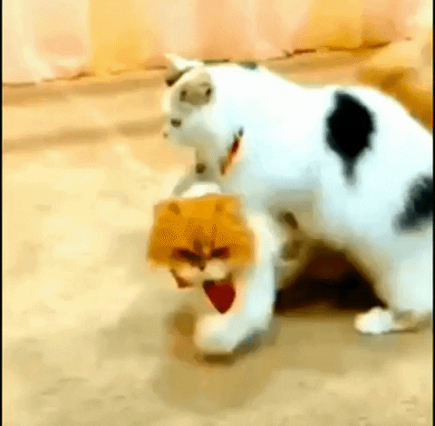 cats playing reaction