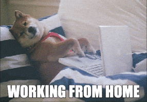 dog typing on laptop reaction
