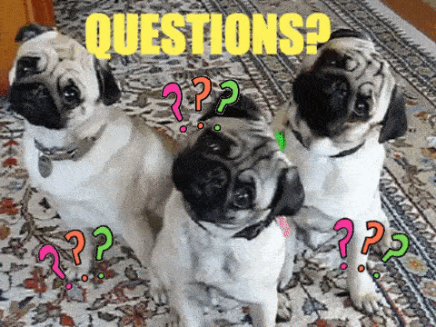 sdr questions confused dogs reaction