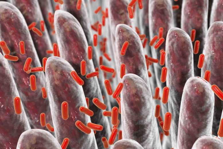 Darmflora – Rolle des Mikrobioms bei Reizdarm