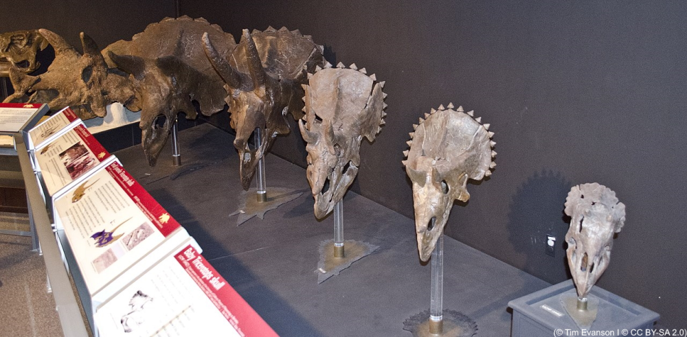 Triceratops ontogenie