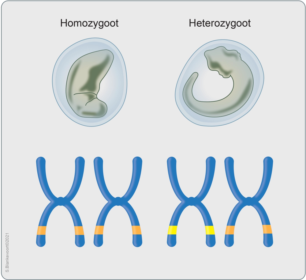Homozygoot en heterozygoot