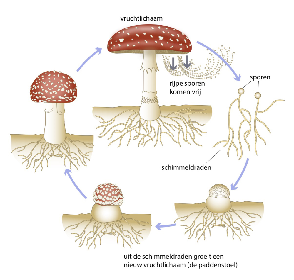 Levenscyclus van een paddenstoel