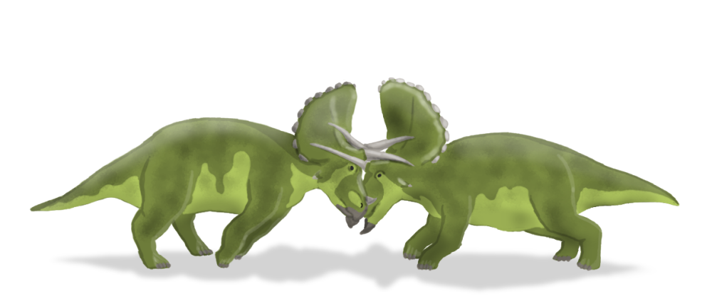 Vechtende ceratopsiërs