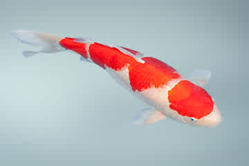 blogHeader-japan