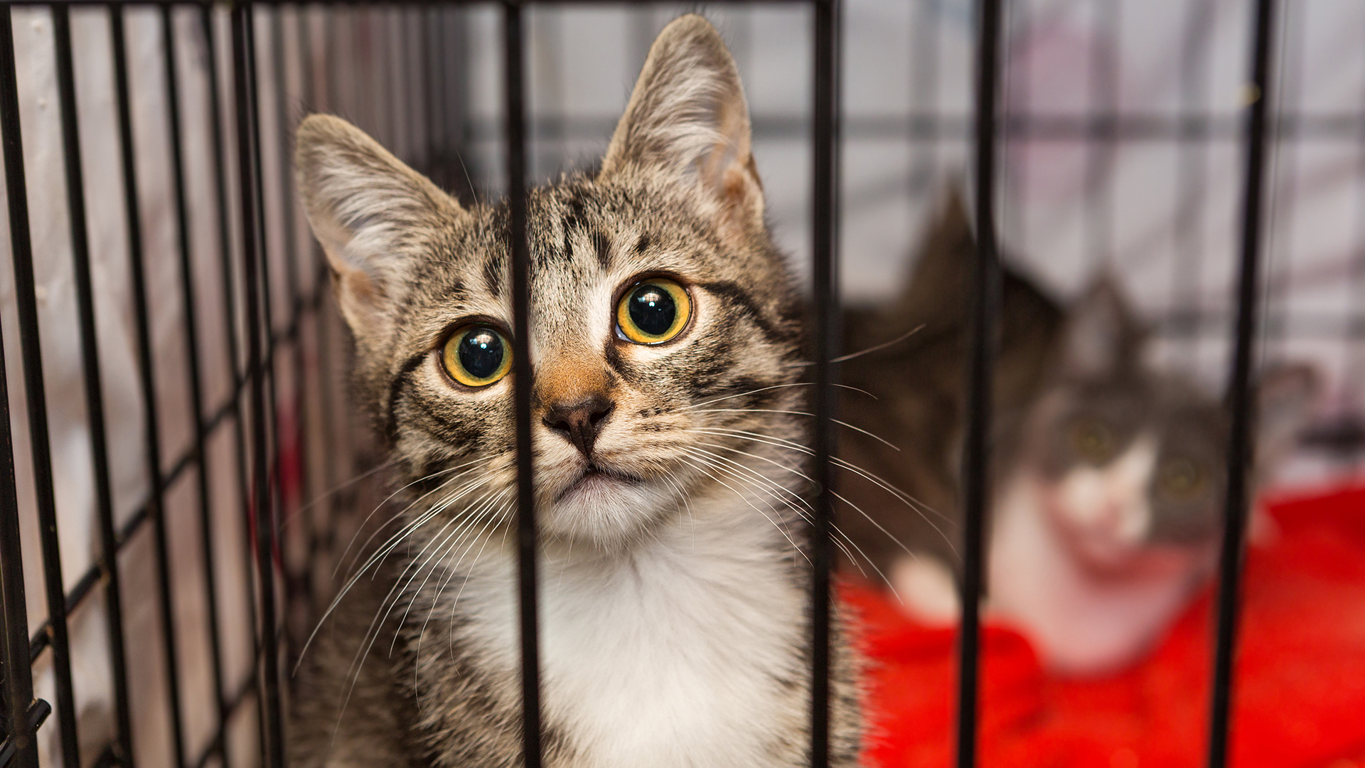 How Utah County residents can help Utah a nokill state