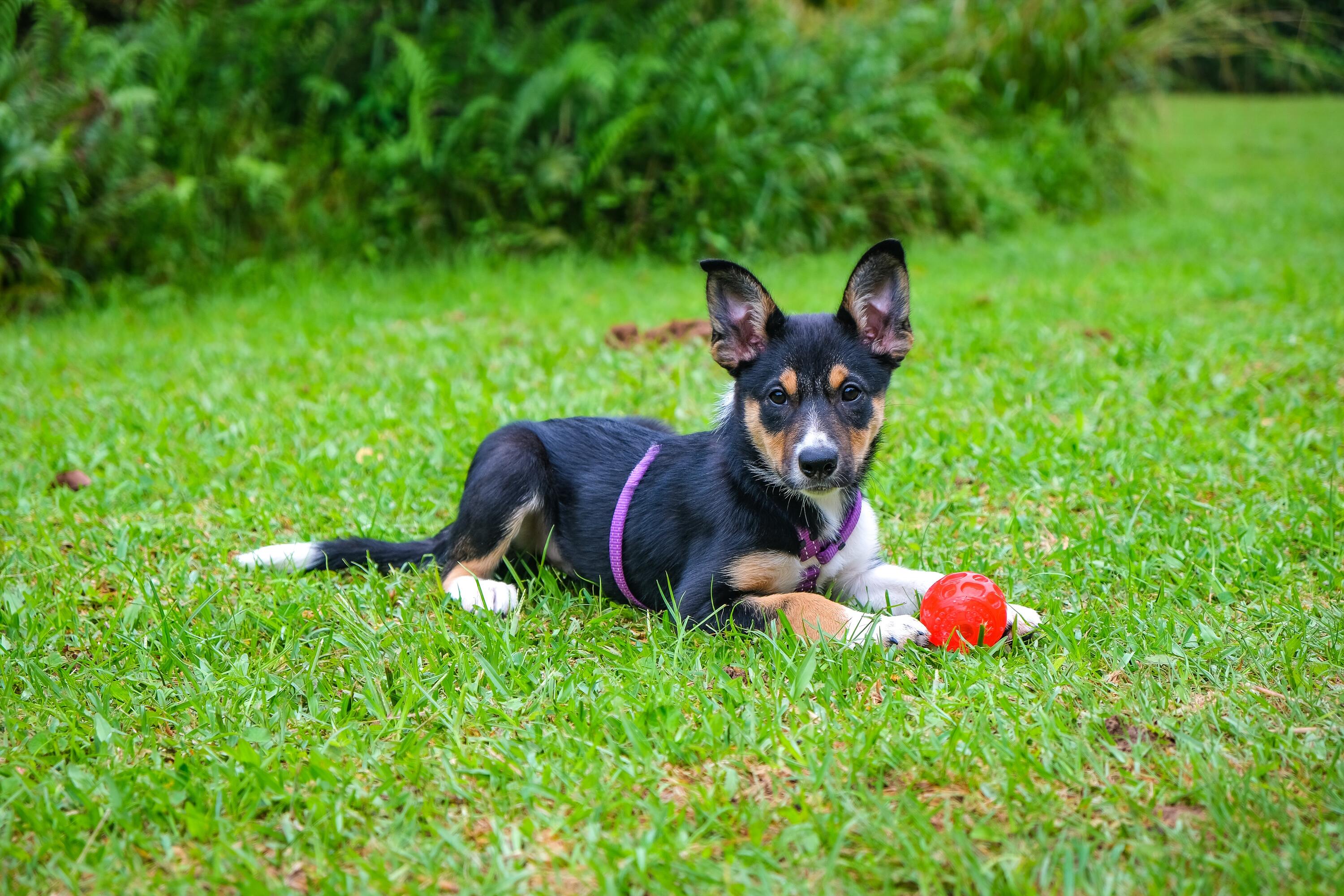 Things you should consider before getting a pet Things you should consider before getting a pet