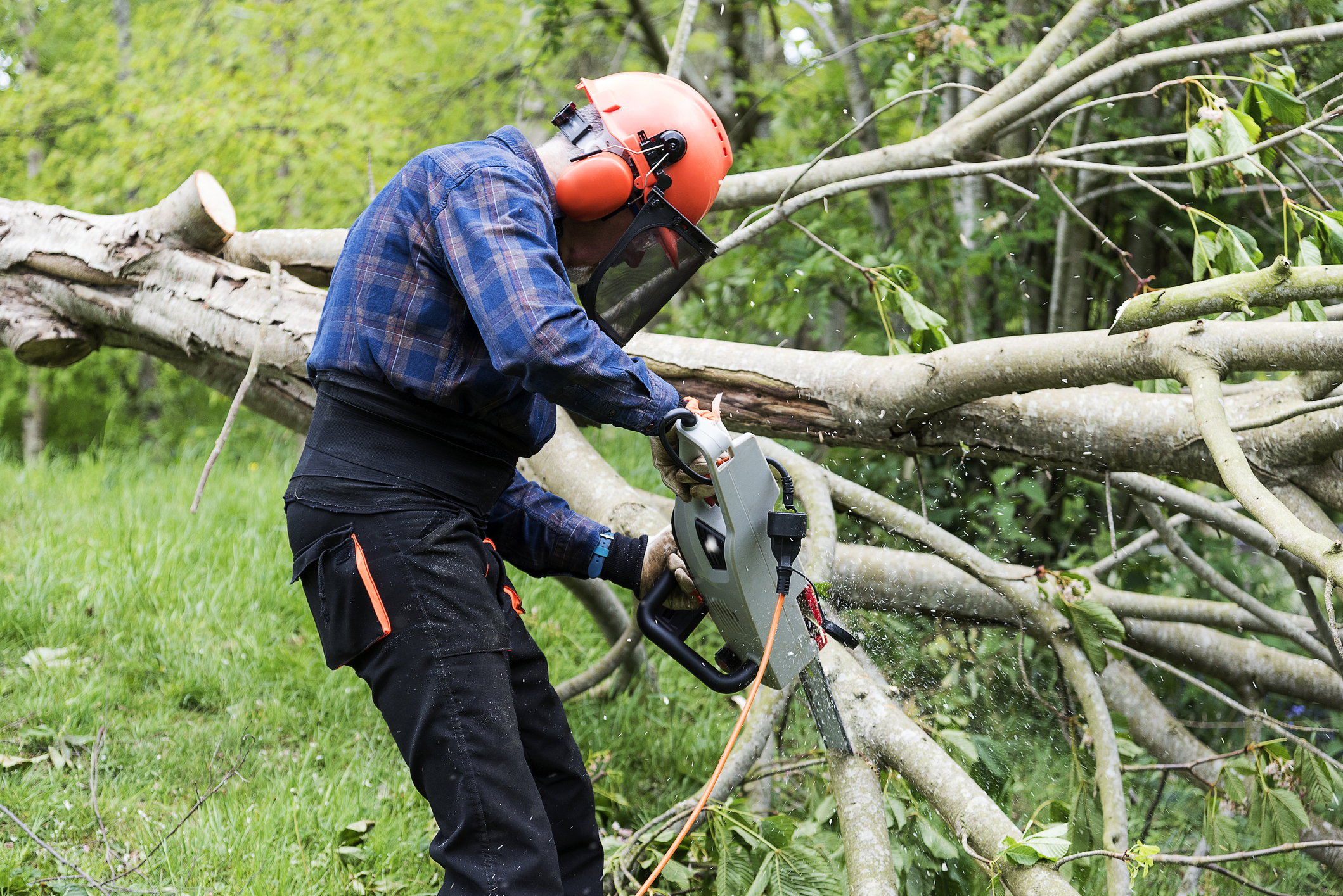 How to Start a Tree Service Business 2