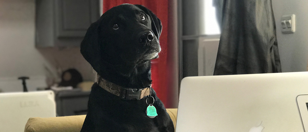 WILL MY DOG FIND ANY ANTLERS IN NORTH DAKOTA? – #WiredToHuntWeekly