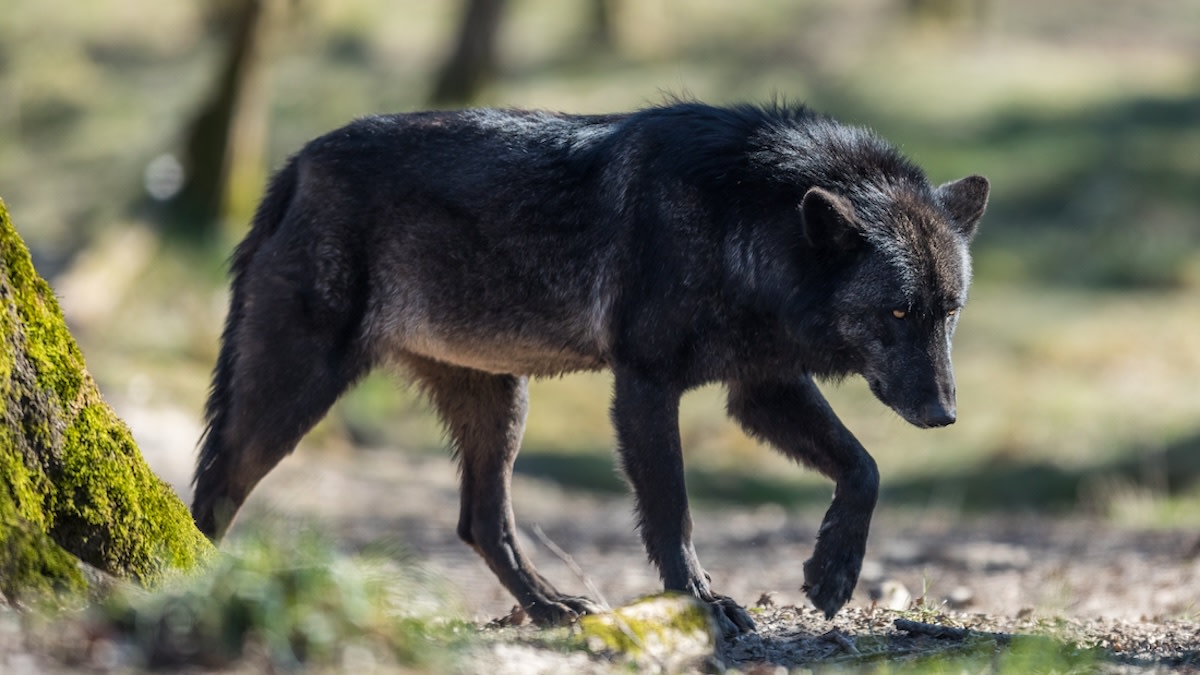 Is Wolf Hunting Effective? It Depends on the Context