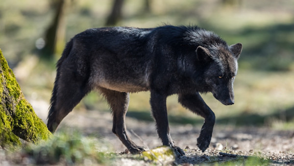 Is Wolf Hunting Effective? It Depends on the Context