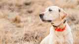 Yellow Labrador wearing an orange collar sitting in dry brown grass, looking right