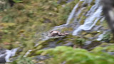 Elk tumbling over a rocky mossy waterfall in a forested stream, water splashing
