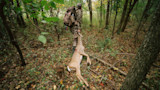 Hunter in camouflage dragging a doe by a hind leg through woods