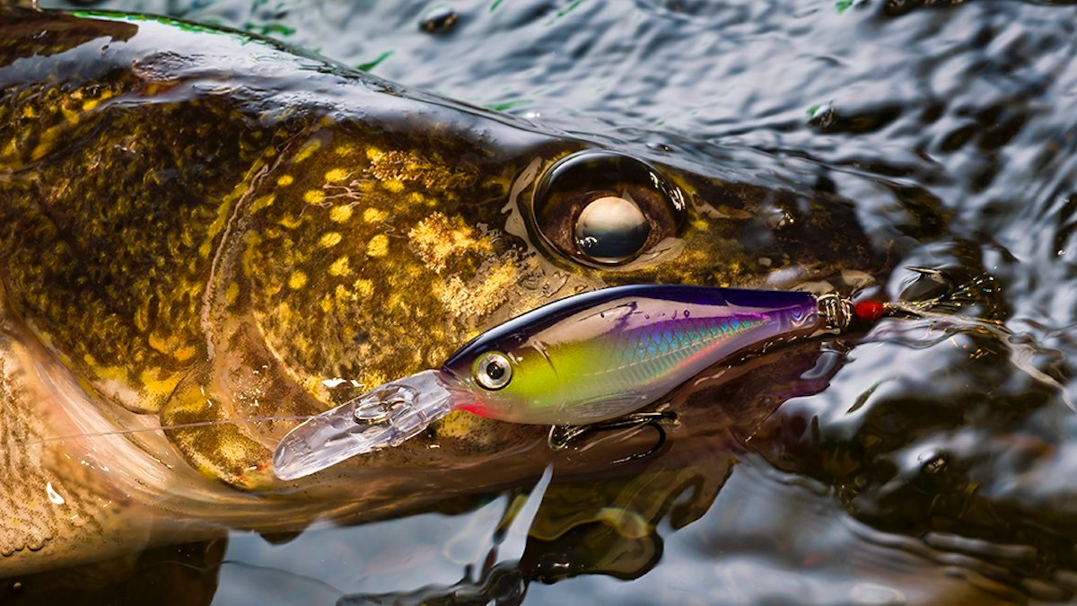 5 Best Crankbaits for Walleye
