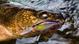 Walleye with colorful crankbait hooked in mouth, close-up