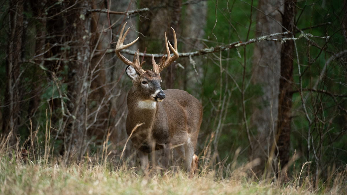 How to Kill a Pressured Buck During the Rut