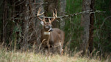 How to Kill a Pressured Buck During the Rut