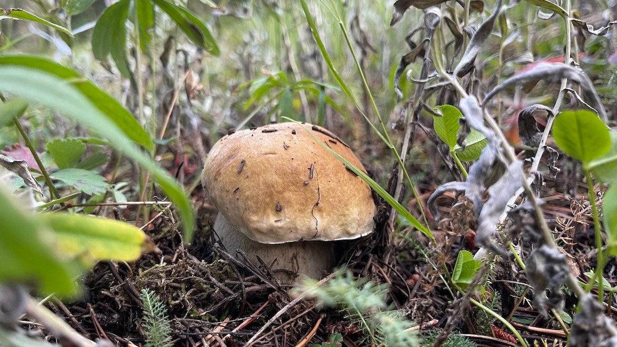 How to Find One of the World's Most Expensive Mushrooms