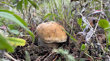 Porcini mushroom close-up nestled in moss, pine needles and grass