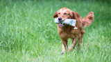 How to Train a Bird Dog in Urban Areas