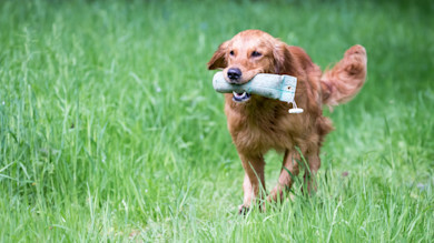 Golden retriever running through tall grass carrying a canvas training dummy