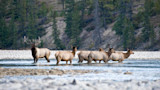 Bull elk and four cows wading across a shallow river with rocky shore and forested hillside