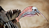 Wild turkey with outstretched neck, red-blue head and open beak, wings partially raised