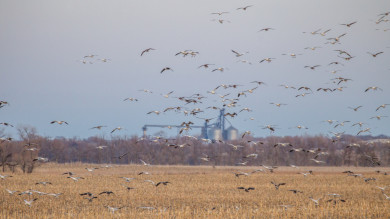 3 Hot Tips for Spring Snow Goose Hunting