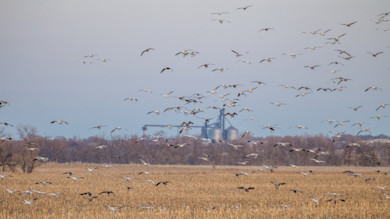 Flock of snow geese flying over a harvested cornfield with grain silos on the horizon