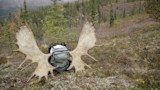 Backpack propped between large moose antlers on tundra hillside with trees