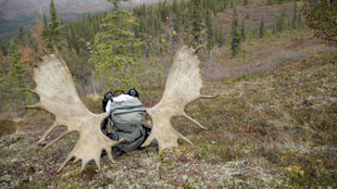 Backpack propped between large moose antlers on tundra hillside with trees