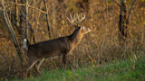 Mature whitetail buck with large antlers at forest edge, tail raised