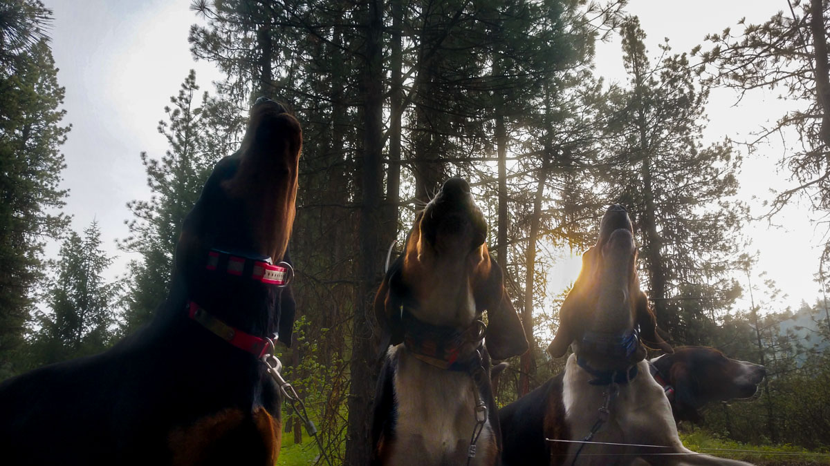 Changing Perspective: Hound Hunting for Black Bears