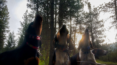 Three hunting hounds howling on leashes in a pine forest at sunrise