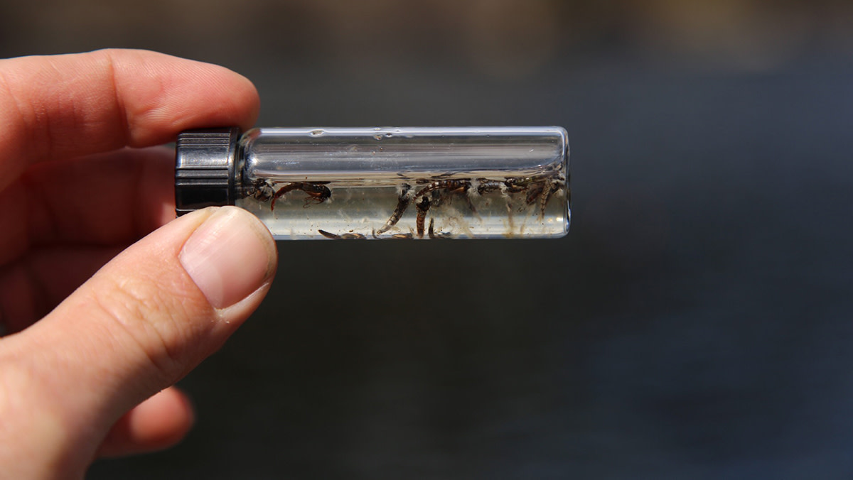 Chironomids: Springtime Stillwater Trout Candy