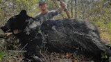 Large black bear carcass sprawled on forest floor, hunter kneeling behind holding bow