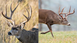 Mule Deer vs. Whitetails: A Species Comparison
