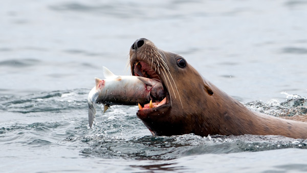Lawmakers Consider Auctioning Permits to Kill Sea Lions on Columbia River
