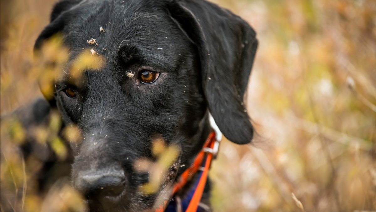 Dog Genetics: Pick a Litter, Not a Pup