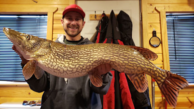 Smiling man in red cap holding large northern pike inside wood-paneled cabin