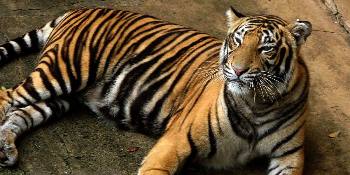 Are There More Tigers in America than the Wild? 