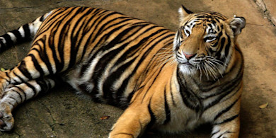 Tiger lying on concrete, orange coat and bold black stripes