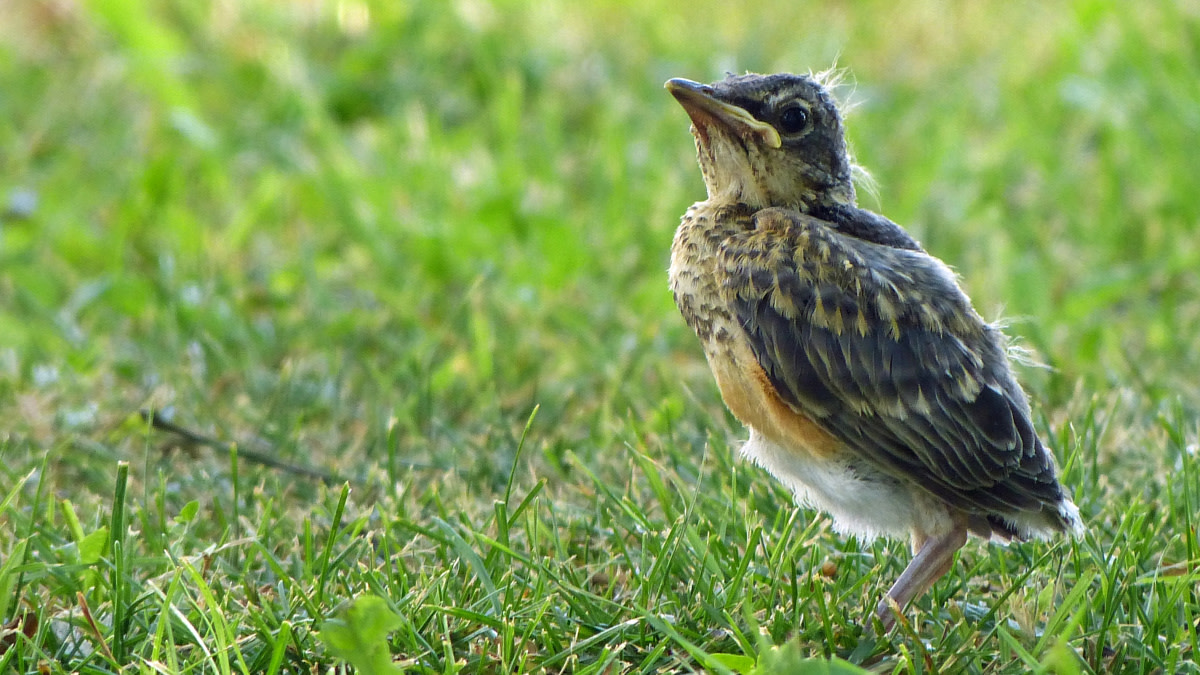 Will a Mother Bird Abandon Her Baby If You Touch It?