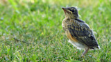 Fuzzy fledgling bird standing in short green grass, looking upward