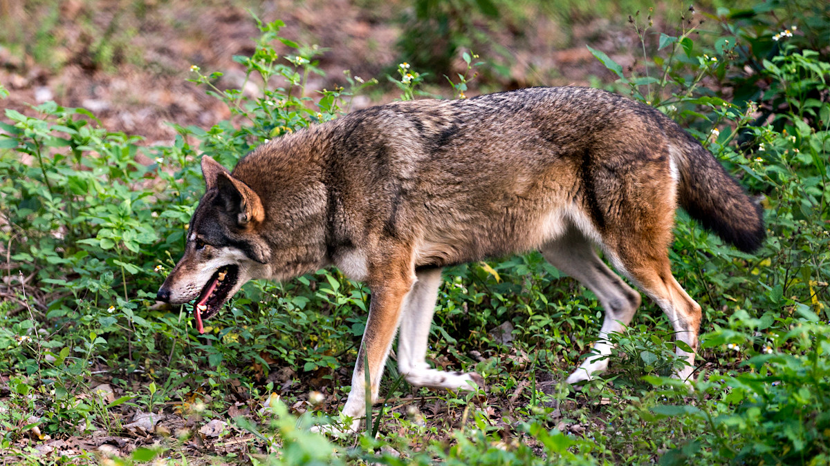 More Red Wolves Are Coming to the East Coast